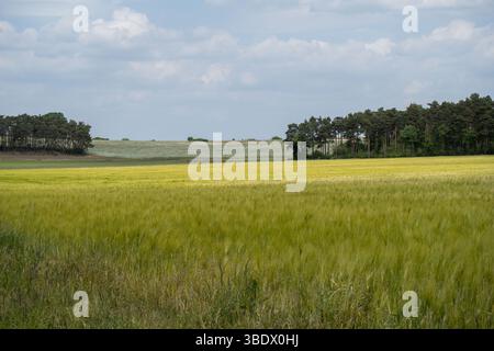 Goldenes Getreidefeld mit Baumlinie unter teilweise bewölktem Himmel Stockfoto