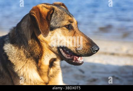 Ein Hund liegt auf dem Sand am Strand Stockfoto