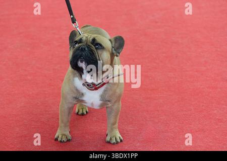 Junge französische Bulldogge bei der Hundeschau. Haustiere Stockfoto