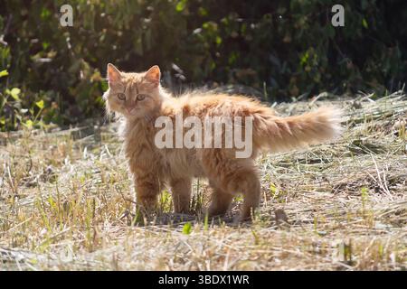 Obdachlose rote Katze, die auf dem Rasen liegt. Tiere Stockfoto