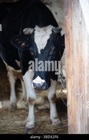 Eine Kuh steht in einer Scheune mit Heu auf dem Boden. Die Kuh ist schwarz-weiß und hat Hörner Stockfoto