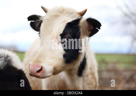 Eine Kuh mit schwarzen und weißen Flecken schaut in die Kamera. Die Kuh ist auf einem Feld mit einem Zaun im Hintergrund Stockfoto