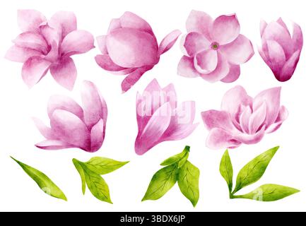 Set isolierter Magnolienknospen und Blätter auf weißem Hintergrund. Aquarellillustration, handgezeichnet im botanischen Stil. Satz isolierter Elemente Stockfoto