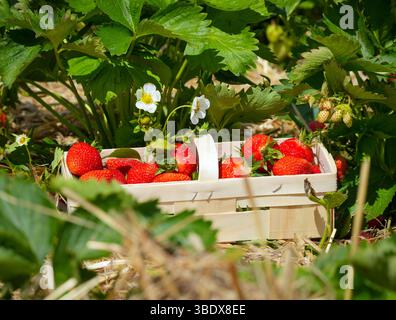 26. Mai 2025, Brandenburg, Ahrensfelde/OT Blumberg-Elisenau: Frisch geerntete Erdbeeren der Sorte Clery liegen nach der offiziellen Eröffnung der Brandenburger Erdbeersaison in einem Korb auf einem Feld der Pomona Gartenbau GmbH und Co KG bei Elisenau. Vor 100 Jahren wurden in Elisenau verschiedene Obstsorten angebaut, und bis 1990 hatte sich die Anbaufläche unter dem LPG Pomona auf fast 500 Hektar ausgeweitet. Nach der Wiedervereinigung wurde die Pomona GmbH als Nachfolgerin des LPG gegründet und baut heute auf zehn Hektar offenem Land Erdbeeren verschiedener Sorten für Selbstpflücker an. Foto: Soer Stockfoto
