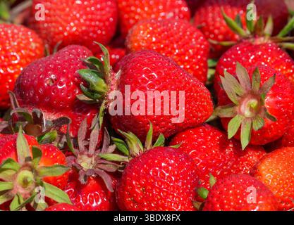 26. Mai 2025, Brandenburg, Ahrensfelde/OT Blumberg-Elisenau: Frisch geerntete Erdbeeren der Sorte Clery liegen nach der offiziellen Eröffnung der Brandenburger Erdbeersaison in einem Korb auf einem Feld der Pomona Gartenbau GmbH und Co KG bei Elisenau. Vor 100 Jahren wurden in Elisenau verschiedene Obstsorten angebaut, und bis 1990 hatte sich die Anbaufläche unter dem LPG Pomona auf fast 500 Hektar ausgeweitet. Nach der Wiedervereinigung wurde die Pomona GmbH als Nachfolgerin des LPG gegründet und baut heute auf zehn Hektar offenem Land Erdbeeren verschiedener Sorten für Selbstpflücker an. Foto: Soer Stockfoto