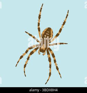 Eine braune und braune Spinne mit langen Beinen auf hellblauem Hintergrund Stock Vektor