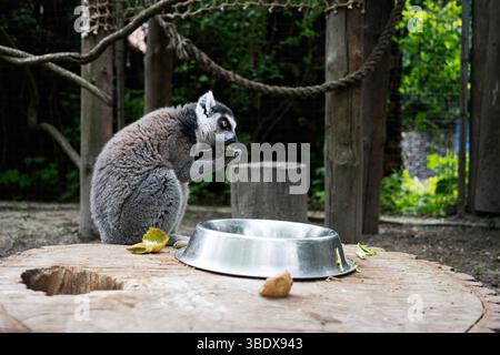 Ein Ringschwanzlemur, der eine Mahlzeit neben einer Metallschale in seinem Gehege genießt. Stockfoto