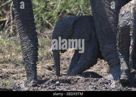 Elefantenkalb, das ein Schlammbad hat und mit der Mutter in einer Walde spielt, sonnengetrocknete Schlammrisse auf der Haut. Afrikanischer Elefant, Loxodonta africana Stockfoto