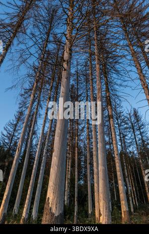 Fichtenbäume, Die Vom Rindenkäfer Getötet Wurden Stockfoto