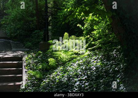 Ruhiger Waldweg unter Bäumen mit Farnen und Efeu Stockfoto