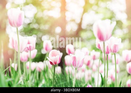 Blühende weiße und rosa Tulpen auf grüner Wiese mit Bokeh in sanftem Sonnenlicht Stockfoto