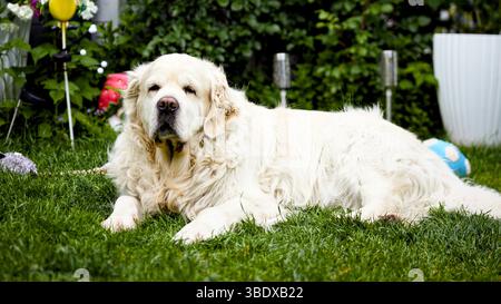 Goldener Retriever, der auf grünem Gras im Garten liegt Stockfoto