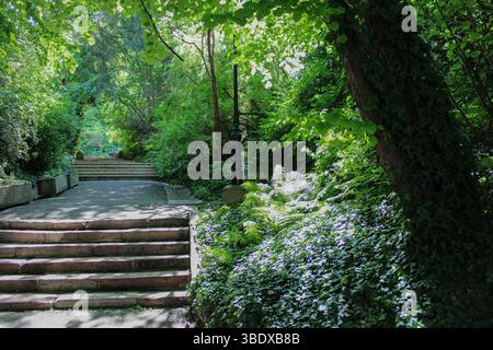 Historische Steintreppe führt in einen üppig grünen Waldweg Stockfoto