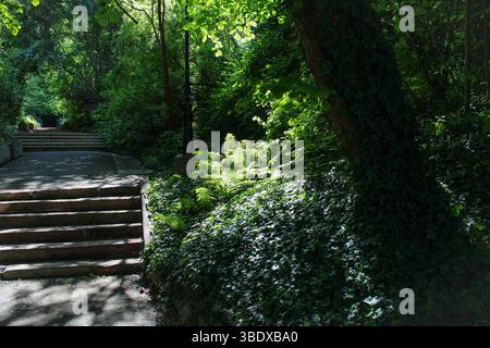 Friedlicher Waldweg mit Steintreppen und Sommergrün Stockfoto