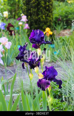 Dunkle lila Irisblumen in Blüte Stockfoto