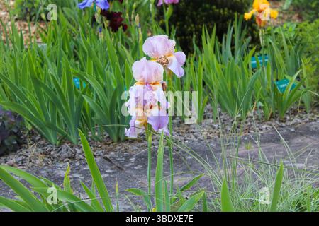 Weiche, pastellfarbene Irisblumen im Frühlingsgarten Stockfoto