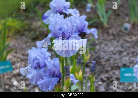 Blühende hellblaue Bärtige Iris Blumen in einem Garten Stockfoto