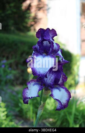 Nahaufnahme der lebendigen Irisblume Stockfoto