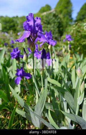 Frühsommerblüten der hohen lila bärtigen Iris germanica UK May Stockfoto