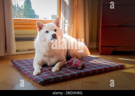 Flauschige cremefarbene shiba Inu liegt auf einer roten karierten Matte in gemütlichem Innenlicht Stockfoto