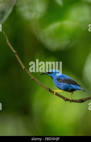 Cyanerpes lucidus ist ein kleiner Vogel aus der Familie der Tanager. Sie kommt in Costa Rica vor Stockfoto