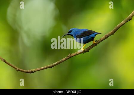Cyanerpes lucidus ist ein kleiner Vogel aus der Familie der Tanager. Sie kommt in Costa Rica vor Stockfoto