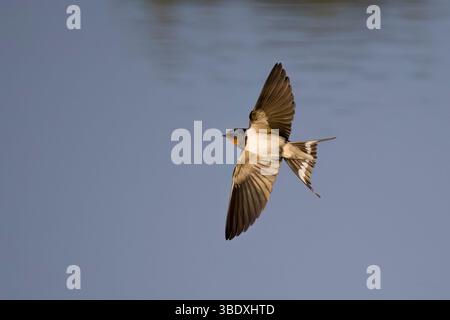 Barn Swallow auf dem Flug über Wasser auf Skokholm Island Wales Stockfoto