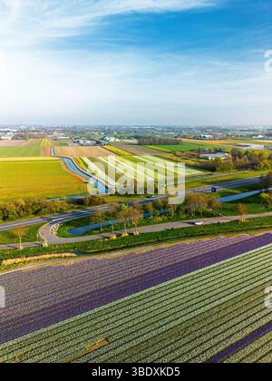 Aus der Vogelperspektive pulsierende Tulpenfelder in voller Blüte mit farbenfrohen Blumenreihen in einer ländlichen Landschaft, mit nahe gelegenen Straßen, Farmen und einem weit entfernten t t Stockfoto