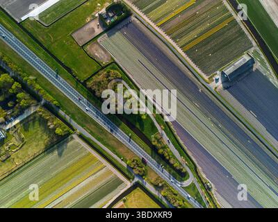 Aus der Vogelperspektive pulsierende Tulpenfelder in voller Blüte mit farbenfrohen Blumenreihen in einer ländlichen Landschaft, mit nahe gelegenen Straßen, Farmen und einem weit entfernten t t Stockfoto
