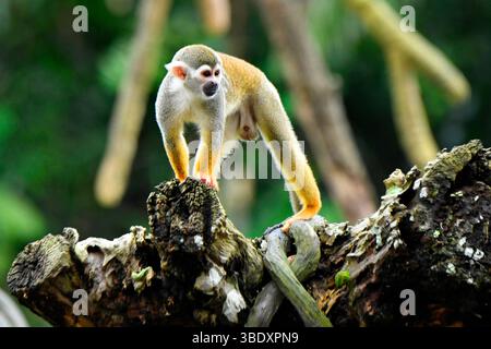 Gewöhnlicher Tintenfaffe (Saimiri sciureus) in Singapur, Asien. Stockfoto
