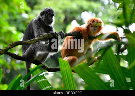 Guayana-Spinnenaffe oder rot gesichtige schwarze Spinnenaffe (Ateles paniscus) auf Baum, Singapur, Asien. Stockfoto
