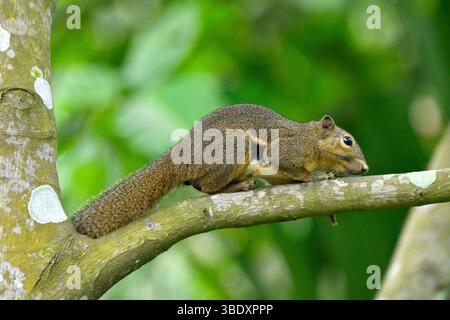 Schlanke Eichhörnchen essen in einem Baum in Singapur, Asien. Stockfoto