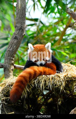 Roter Panda in einem Zoo in Singapur, Asien. Stockfoto