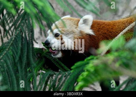 Roter Panda in einem Zoo in Singapur, Asien. Stockfoto