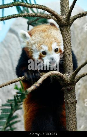 Roter Panda in einem Zoo in Singapur, Asien. Stockfoto