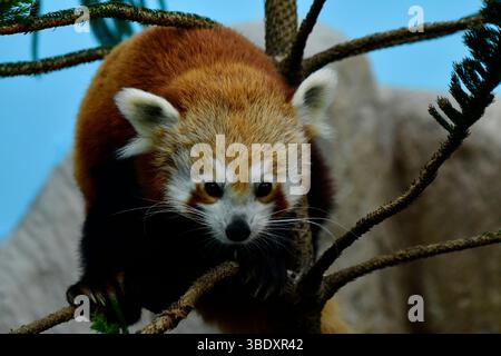 Roter Panda in einem Zoo in Singapur, Asien. Stockfoto