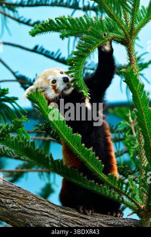 Roter Panda in einem Zoo in Singapur, Asien. Stockfoto