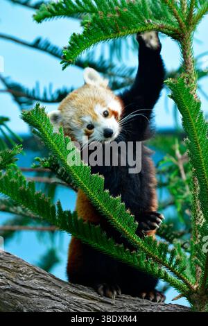 Roter Panda in einem Zoo in Singapur, Asien. Stockfoto
