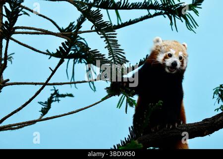 Roter Panda in einem Zoo in Singapur, Asien. Stockfoto