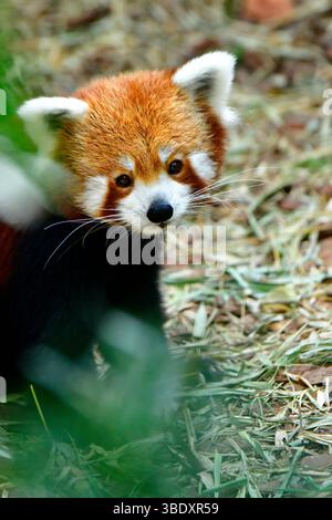 Roter Panda in einem Zoo in Singapur, Asien. Stockfoto