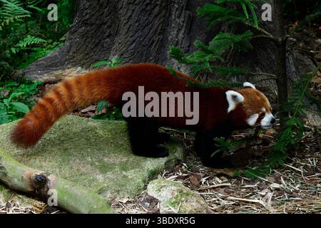 Roter Panda in einem Zoo in Singapur, Asien. Stockfoto