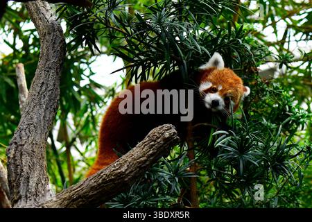 Roter Panda in einem Zoo in Singapur, Asien. Stockfoto