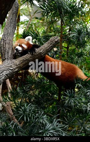 Roter Panda in einem Zoo in Singapur, Asien. Stockfoto