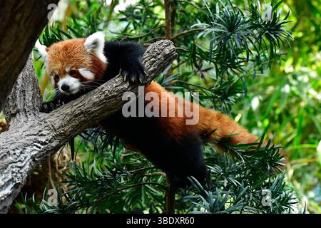 Roter Panda in einem Zoo in Singapur, Asien. Stockfoto