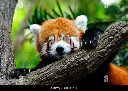Roter Panda in einem Zoo in Singapur, Asien. Stockfoto