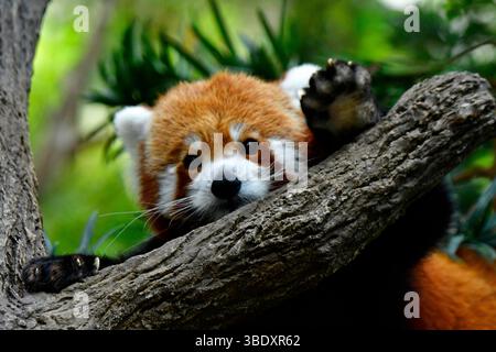 Roter Panda in einem Zoo in Singapur, Asien. Stockfoto