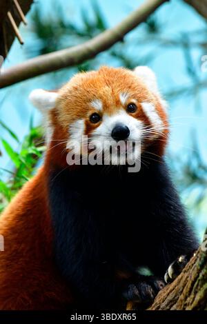 Roter Panda in einem Zoo in Singapur, Asien. Stockfoto