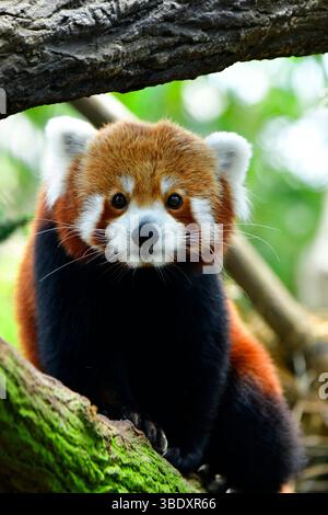 Roter Panda in einem Zoo in Singapur, Asien. Stockfoto