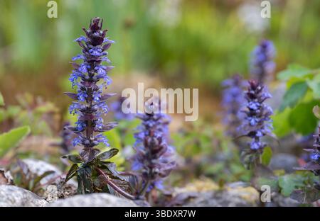 Bugle, Ajuga Reptans, Wildflower, Dumfries und Galloway, Schottland Stockfoto