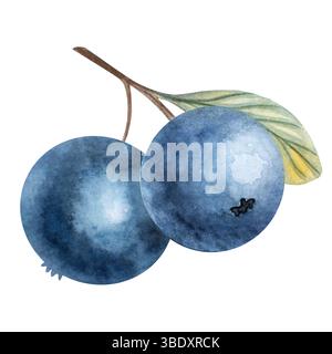 Aquarell Sommer Blaubeeren Illustration isoliert auf weißem Hintergrund Stockfoto